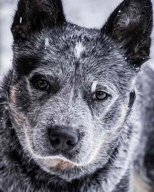 photo of a happy dog