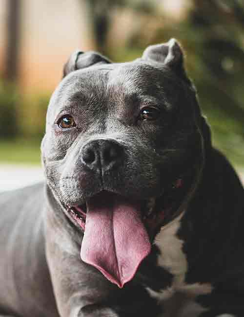 another image of another happy dog