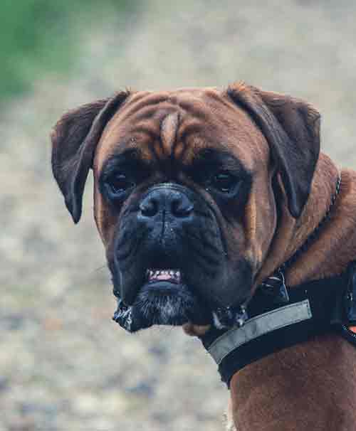 photo of a brown pitbull with a silly look on his face