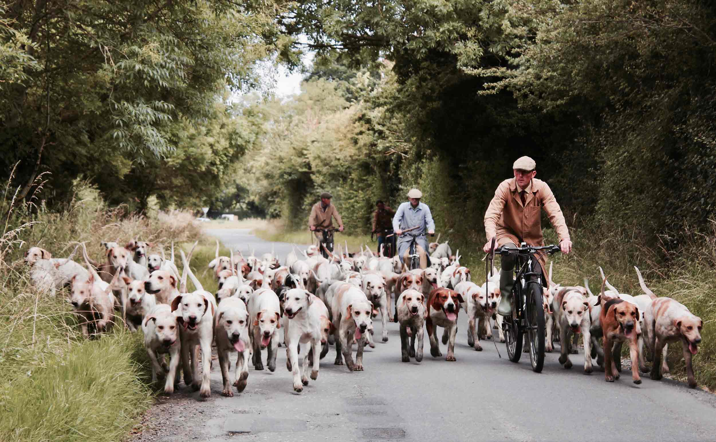 lots of dogs running free with guys on bikes guiding them.